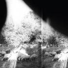 Asunder,_Sweet_And_Other_Distress-Godspeed_You_!_Black_Emperor