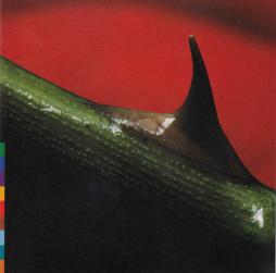 Night Song di Nusrat Fateh Ali Khan - CD Night Song di Nusrat Fateh Ali Khan - CD